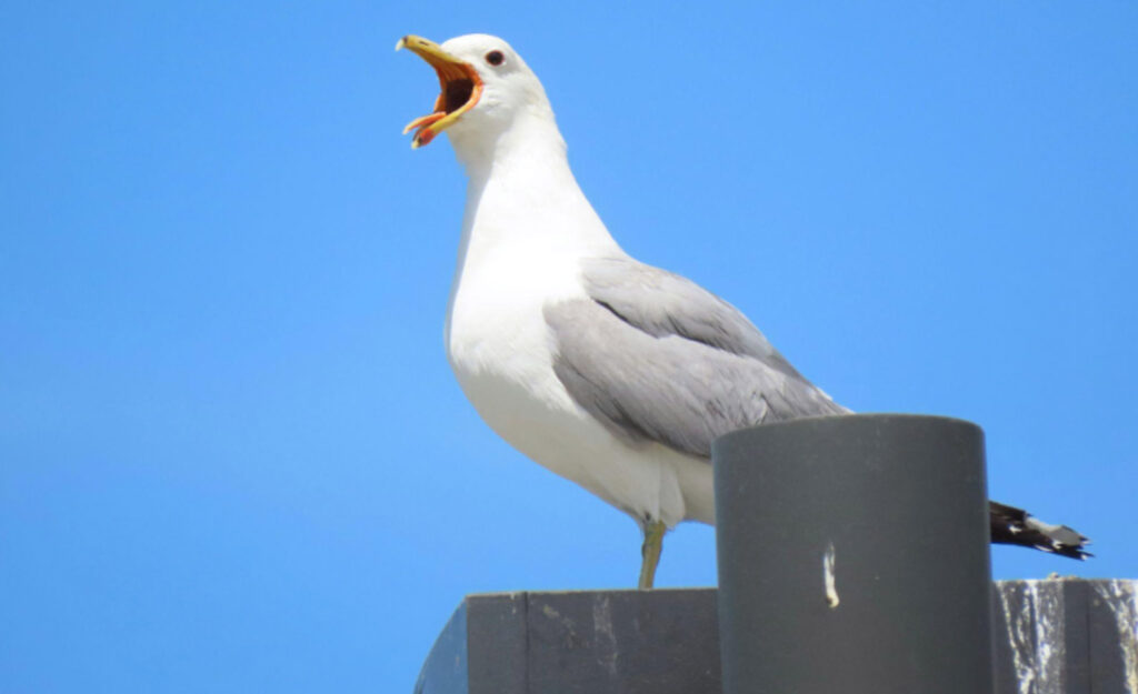 a seagull yelling