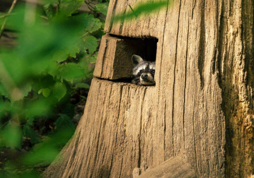 a raccoon peaking out of a hole in a tree