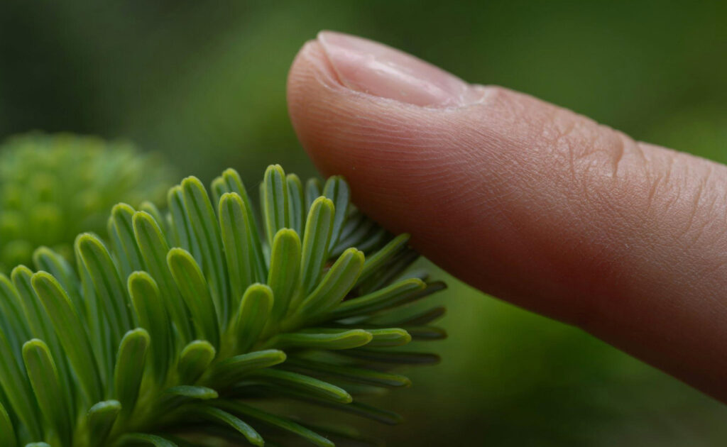 a finger touching a plant